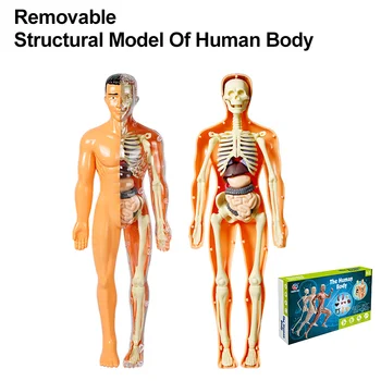 Vyměnitelné Strukturální Model Lidského Těla, Anatomické Kostra Orgánů Pro Výuku přírodovědného Vzdělávání Rekvizity Interaktivní Kluk KMENOVÝCH