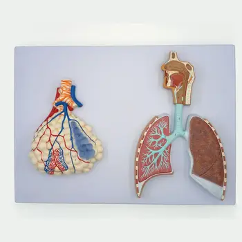 PVC Lidské Úlevu Model Dýchacího Systému S Plicní Alveoly Anatomické Lékařské